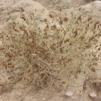 Crotalaria lunulata B.Heyne ex Wight & Arn.
